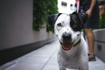 Difusor calmante perros